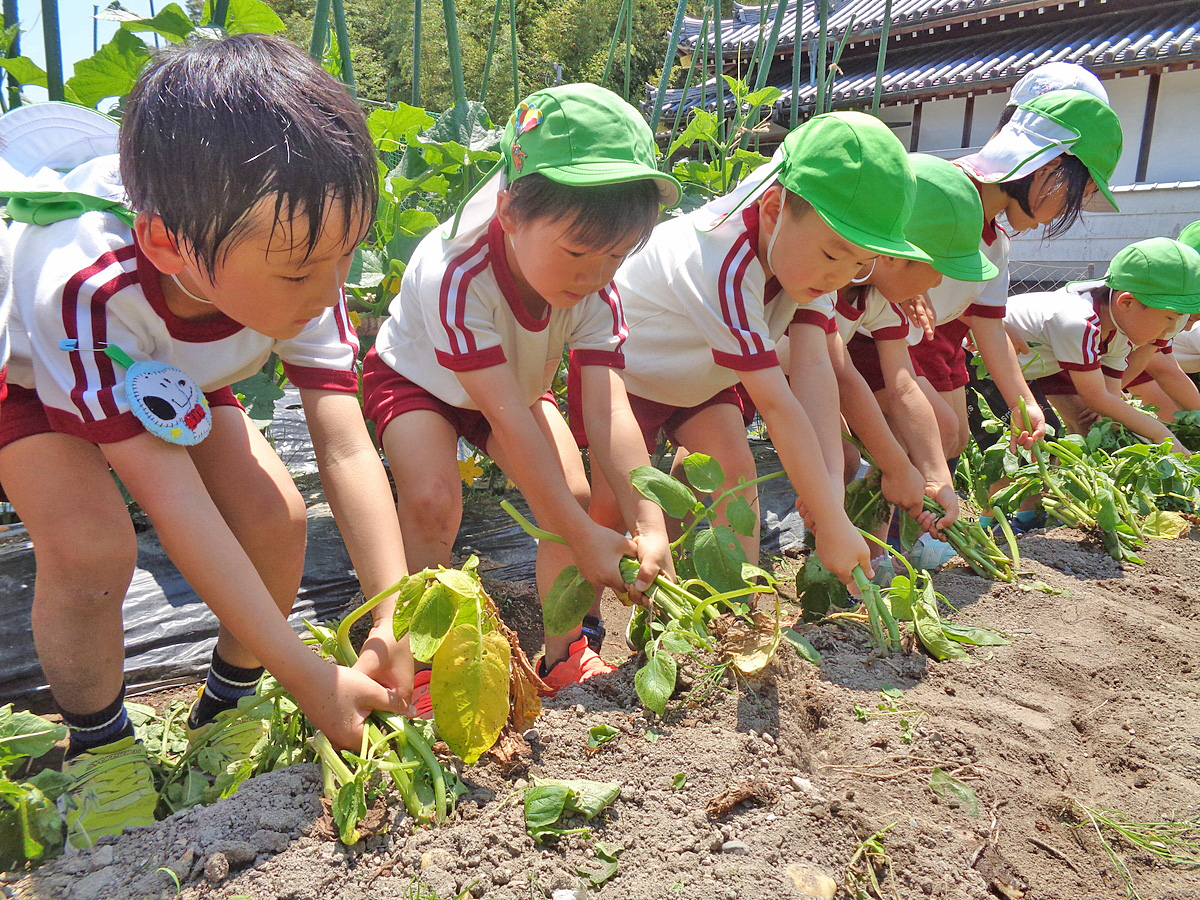 出合保育園 ジャガイモ掘り